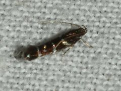 Stagmatophora argyrostrepta