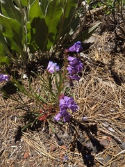 Penstemon speciosus