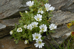 Cerastium uniflorum