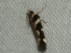 Macrobathra bigerella