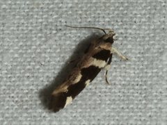 Macrobathra bigerella