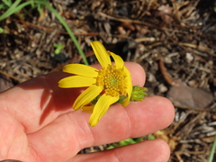 Arnica acaulis