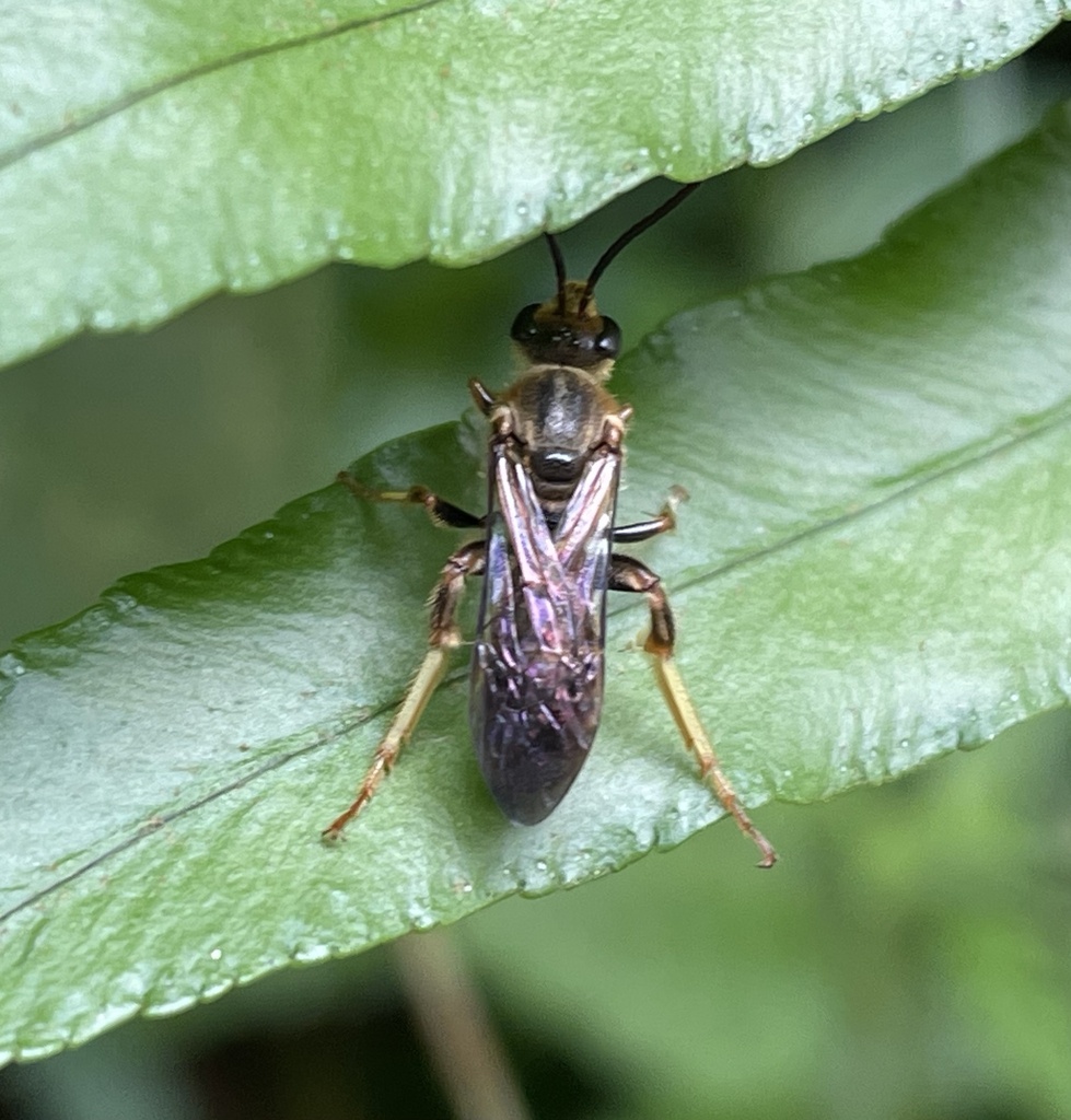 Thrinchostoma