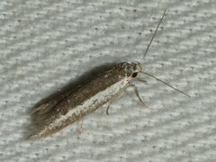 Periallactis monostropha