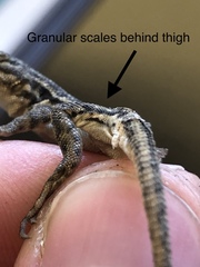 Sceloporus graciosus graciosus