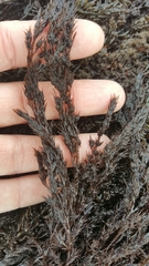 Odonthalia floccosa