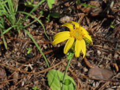 Arnica acaulis