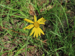 Arnica acaulis