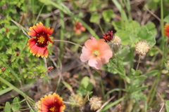 Sphaeralcea lindheimeri