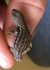 Sceloporus graciosus graciosus