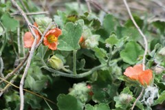Sphaeralcea lindheimeri
