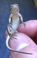 Sceloporus graciosus graciosus