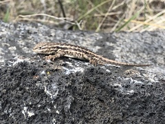 Sceloporus graciosus graciosus