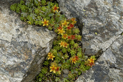 Sedum alpestre
