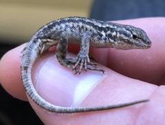 Sceloporus graciosus graciosus