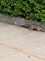 Sciurus carolinensis