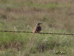 Sturnella magna lilianae