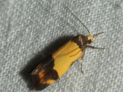 Heteroteucha kershawi