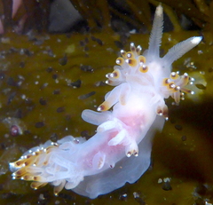 Apata pricei