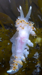 Apata pricei