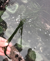 Phyllospadix scouleri