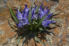 Phyteuma hedraianthifolium