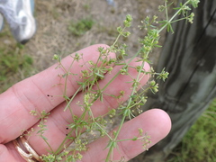 Galium divaricatum
