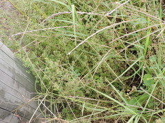Galium divaricatum