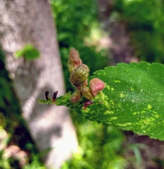 Tetraneura