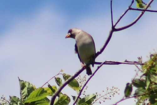 Chinese Grosbeak (Eophona migratoria), photo 9