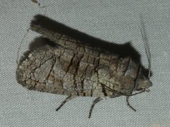 Culama alpina