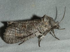 Culama alpina