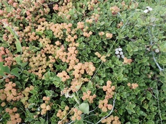 Ceanothus prostratus