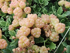 Ceanothus prostratus