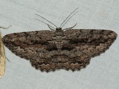 Scioglyptis canescaria