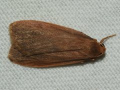 Scoliacma pactolias
