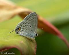 Catochrysops panormus