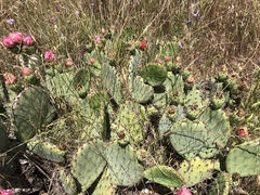 Opuntia × vaseyi