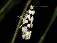 Lichenaula calligrapha