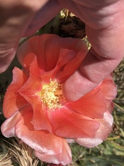Opuntia × vaseyi