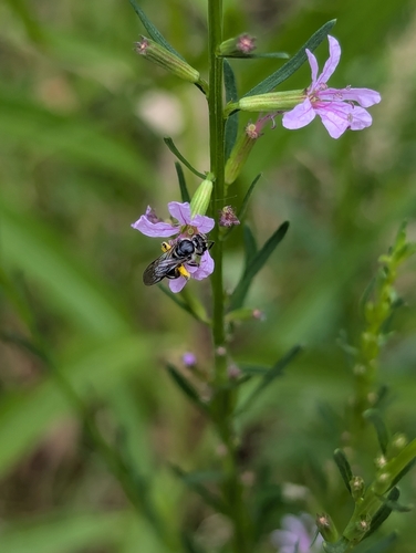 Image of Lythrum californicum by (c) Rachel Stringham, some rights reserved (CC BY)