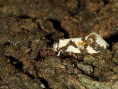 Machetis aphrobola