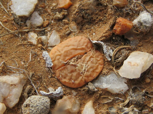 Lithops Pseudotruncatella (Lithops pseudotruncatella)