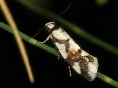 Machetis aphrobola