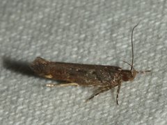 Macrobathra nephelomorpha