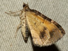 Chrysolarentia lucidulata