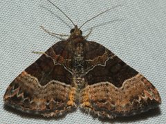 Chrysolarentia lucidulata