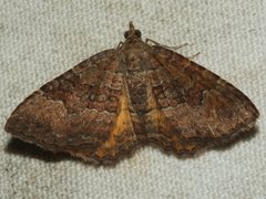 Chrysolarentia bichromata