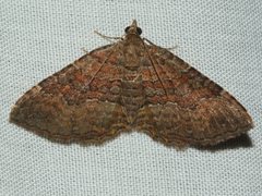 Chrysolarentia bichromata