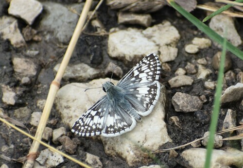 Common Checkered-Skipper, The Morton Arboretum, 4100 IL-53, Lisle, IL 60532, USA, photo 9 of 10